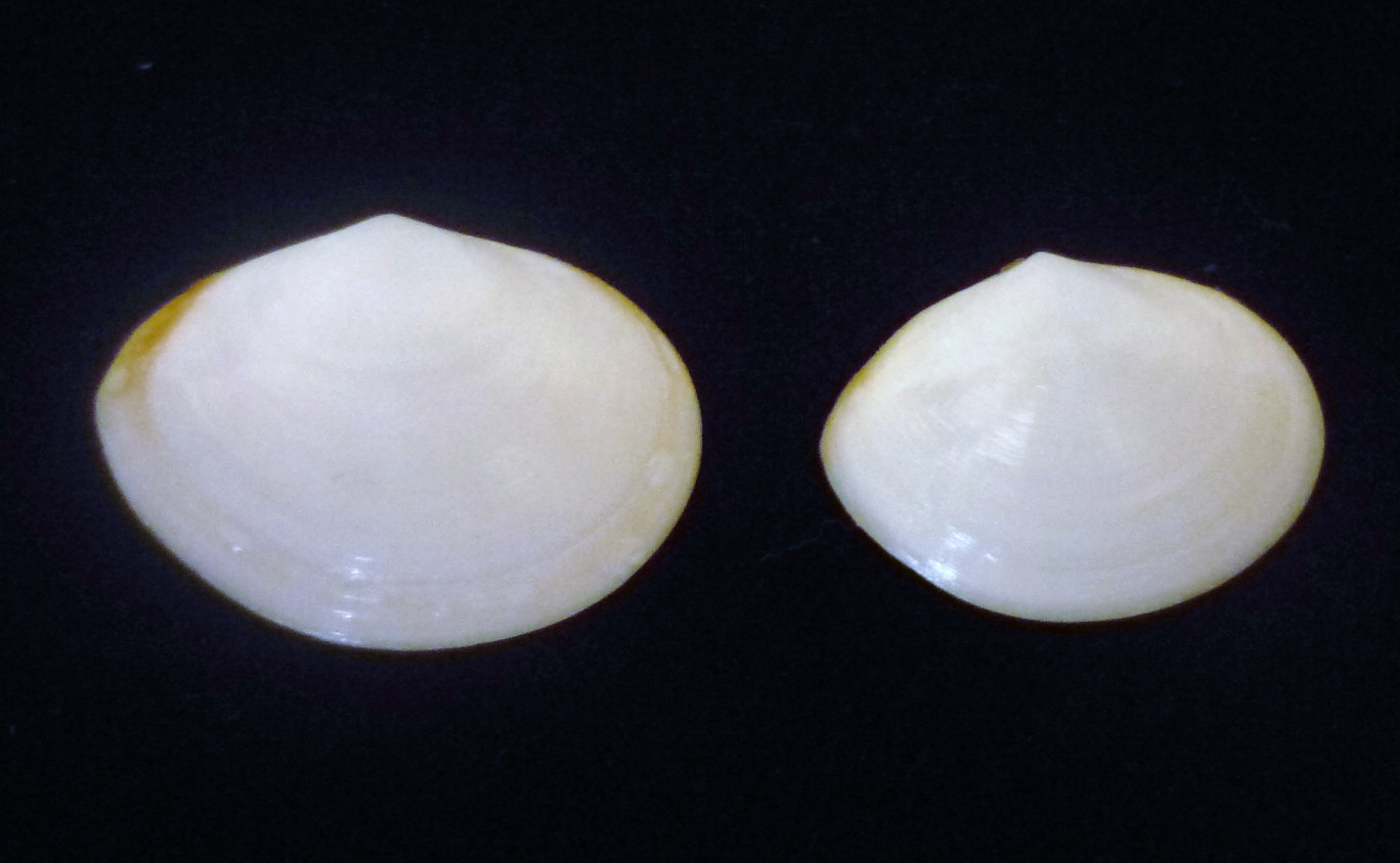 SEMELIDAE?